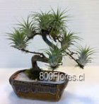 Exclusivo montaje de bonsai con exoticas plantas aereas vivas pegadas, no requiere riego ni tierra (Feng shui) Forma del tronco y maceta pueden variar segun stock. Disponible solo para envios en Santiago de Chile.