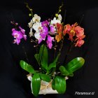 Conjunto de Orquideas en planta vivas de 6 varas, trios de potes envueltos en papel decorativo. Colores varian segun la exportacion.
 