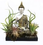 Bella figura de Buda Siddharta de origen Bali- Indonesia, de resina en colores blanco y dorado, tamao aprox 20 cm x 12 cm aprox, sobre jardín de exclusivas plantas aéreas Tillandsias. Servicio de entrega slo en Santiago de Chile  
