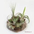 Jardin de Tillandsias plantas aéreas en base de vidrio. Plantas exóticas de la selva centroamericana. Plantas que no requieren riego ni tierra, solo un suave rocÃío cada tres dÃías Tillandsias, beneficiosas neutralizadoras de ondas eléctricas y purificadoras de aire. Feng Shui (Solo Santiago)