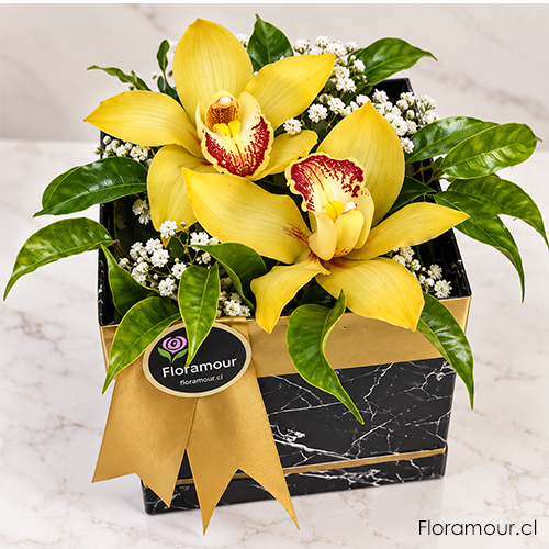 Exclusica caja cubo con orquideas naturales arregladas