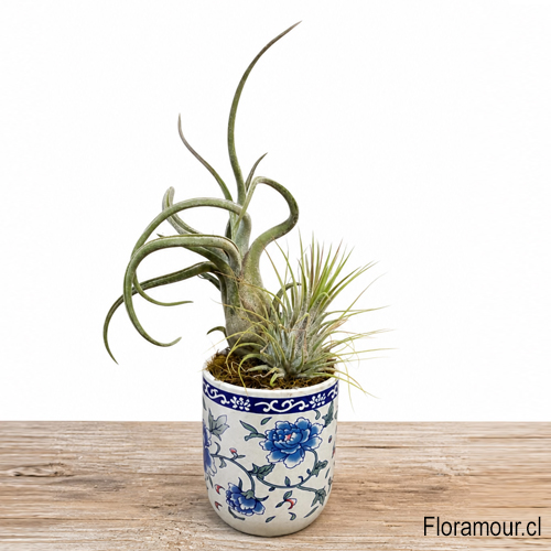 Planta ex&oacute;tica importada, viva y natural, de f&aacute;cil mantenci&oacute;n, roc&iacute;o una vez por semana.